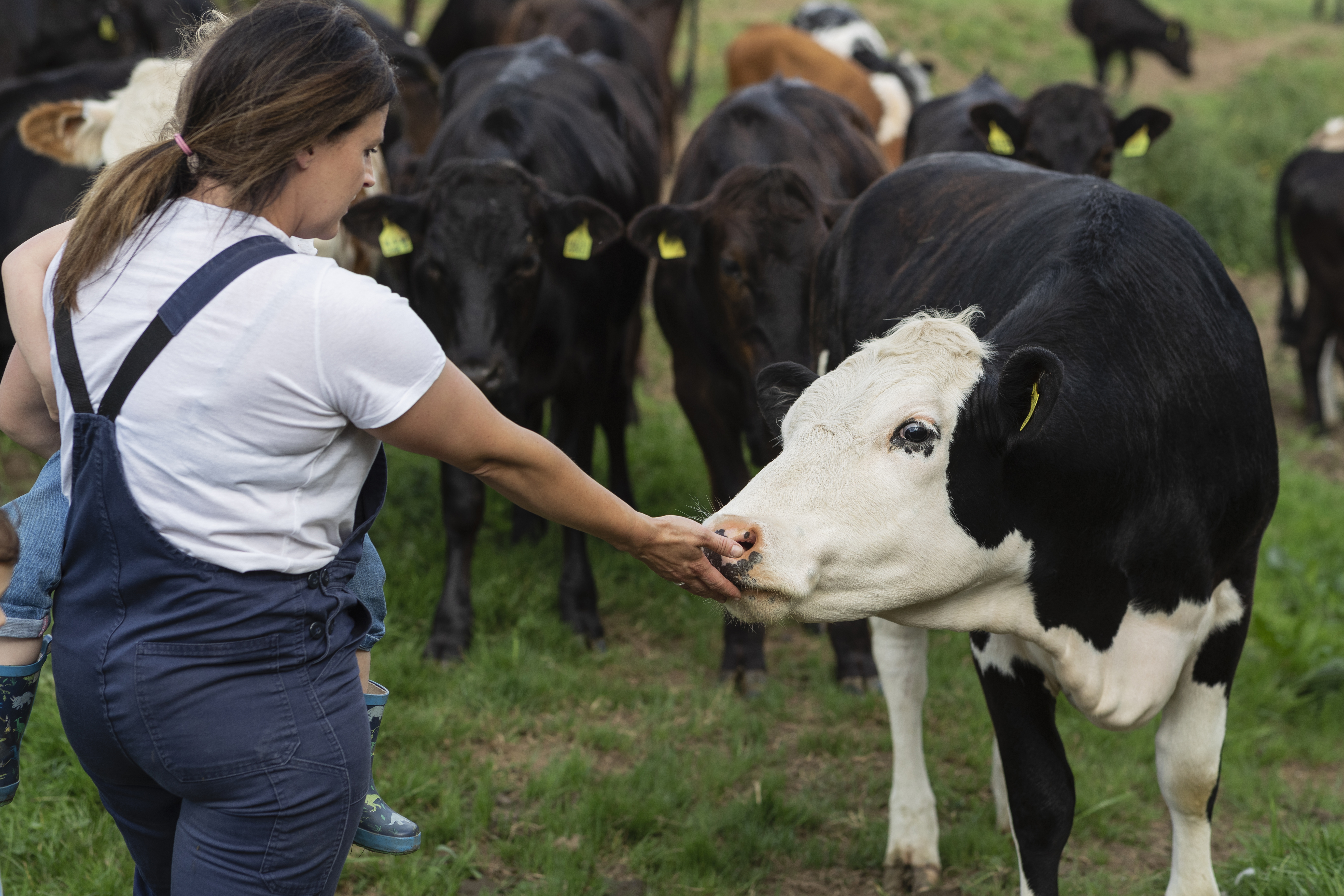 Farmer with dairy cows